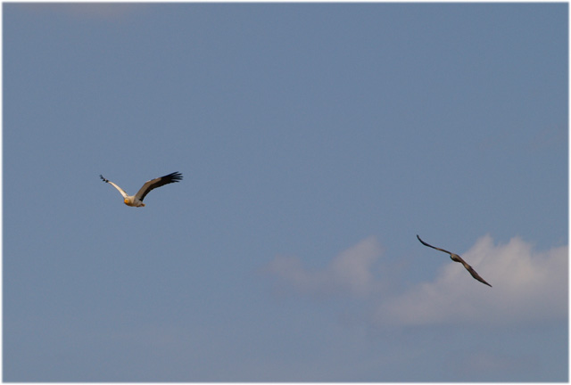 Capovaccaio imprudente